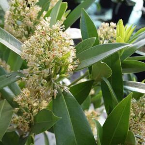 Skimmia × confusa 'Kew Green' (m) 15-20 cm